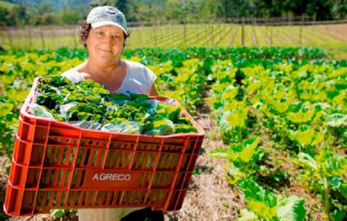 O protagonismo feminino na Agricultura Familiar e Economia do